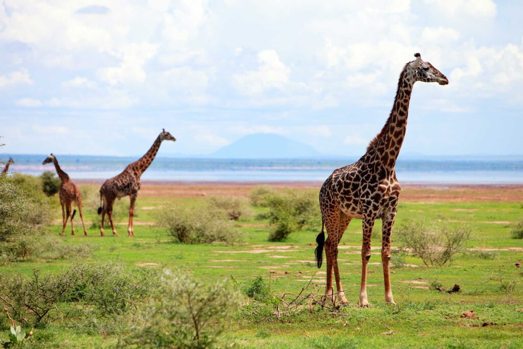 Top 10 Tips to Plan a Budget-Friendly Safari in Tanzania
