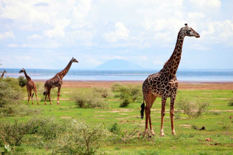 Top 10 Tips to Plan a Budget-Friendly Safari in Tanzania