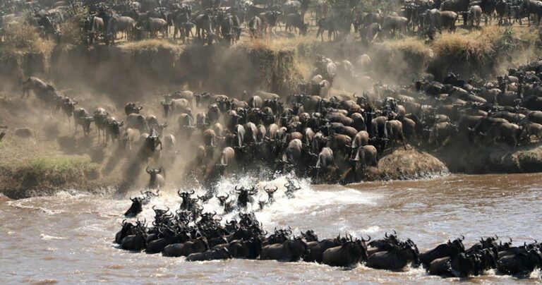 When Is the Best Time to Experience the Great Wildebeest Migration in Tanzania?